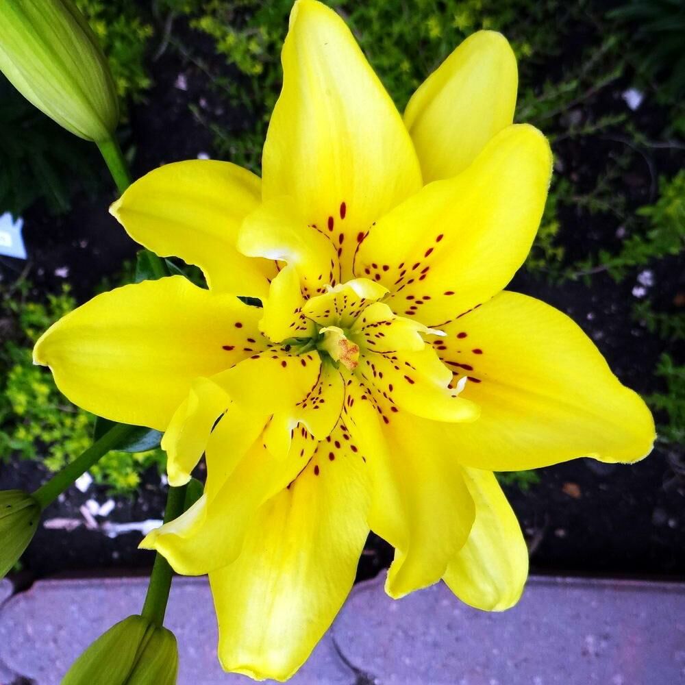 Lilies